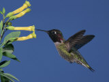 Male Anna's Hummingbird (Calypte Anna) Hovering at Yellow Tubular Flower