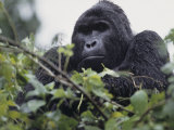 Male Mountain Gorilla  Gorilla Gorilla  an Endangered Species  Bwindi Forest  Uganda  Africa