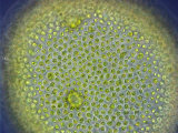 Volvox  a Single Celled Motile Green Alga with Two Equal Flagella