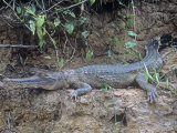 Slender-Snouted Crocodile  Crocodylus Cataphractus  Odzala National Park  Congo