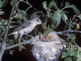 Warbling Vireo at its Nest with Young  Vireo Gilvus  North America