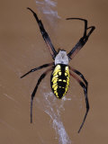 Black and Yellow Orb-Web Spider  Argiope Aurantia  on its Web