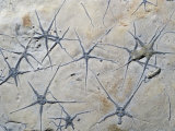 Fossil Brittle Stars (Ophiopinna Elegans)  Jurassic Period  165 MYA  France
