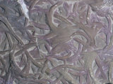 Fossil Worm Tubes (Arthrophycus Allegheniensis)  Silurian Period  Pennsylvania