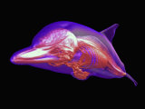 3D Mri Scan of a Dolphin