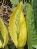 Yellow Skunk Cabbage Flower (Lysichiton Americanum)  North America