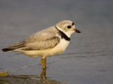 Piping Plover  Charadrius Melodus  an Endangered Species  North America