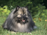Keeshond Variety of Domestic Dog