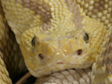 North Western Neo-Tropical Rattlesnake    Crotalus Durissus Culminatus  Xanthic Specimen  Mexico