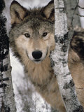 Gray Wolf  Canis Lupus  Staring from Behind the Trees  North America