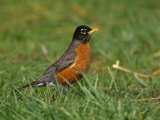 American Robin  Turdus Migratorius  North America