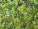 Duckweed  Lemna Minor  on a Pond Surface  North America