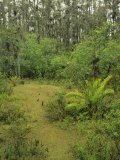 Giant Leather Ferns in a Cypress Swamp  Loxahatchee National Refuge  Florida  USA
