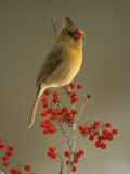 Female Northern Cardinal  Cardinalis Cardinalis  Among Hawthorne Berries