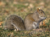 Eastern Gray Squirrel Eating a Seed (Sciurus Carolinensis)  Eastern USA