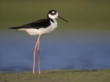 Black-Necked Stilt  Himantopus Mexicanus  Southwestern USA