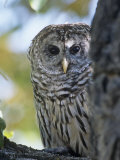 Barred Owl (Strix Varia)  Colorado  USA