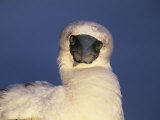 Masked Booby