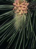 Pollen Release from Male Cones of a Red Pine