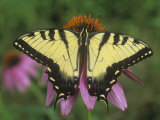 Tiger Swallowtail Butterfly (Papilio Glaucus) Eastern USA