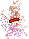 Bacterial Dna Spilling from E Coli