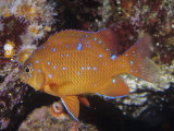 Garibaldi Juvenile (Hypsypops Rubicundus)  Southern California to Northern Mexico