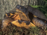 Wood Turtle  Clemmys Insculpta  Emydidae  a Threatened Species  North America