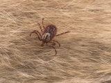 Adult Female Gulf Coast Tick  Amblyomma Maculatum