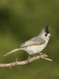Black-Crested Titmouse  Baeolophus Atricristatus  Texas  USA