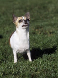 Chihuahua  Short Coat  Variety of Domestic Dog