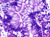 Section of Goblet Cells in the Human Digestive Tract