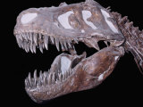 Tyrannosaurus Rex Dinosaur Fossil: Late Cretaceous Period Crow's Nest Pass  Alberta  Canada