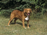 Nova Scotia Duck Tolling Retriever Variety of Domestic Dog