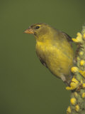 Female American Goldfinch  Carduelis Tristis   Eastern USA
