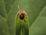 Adult Female Lone Star Tick  Amblyomma Americanum