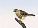 American Kestrel (Falco Sparverius) Female  North America