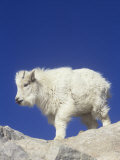 Mountain Goat Young (Oreamnos Americanus)  Rocky Mountains  North America