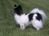 Papillon Variety of Domestic Dog