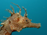 Seahorse Head (Hippocampus Guttulatus)