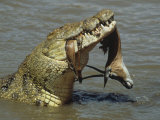 Nile Crocodile  Crocodylus Niloticus  with a Grant Gazelle in its Mouth  Kenya  East Africa