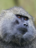 Olive Baboon Face  Papio Anubis  Lake Nakuru  Kenya  Africa
