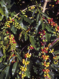 Kona Coffee Beans  Hawaii  USA