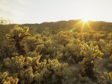 Cholla Cactus at Sunset  Sonoran Desert  Anza Borrego Desert State Park  California  USA