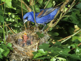 Male Blue Grosbeak (Guiraca Caerulea) at its Nest  Kentucky  USA