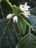 Flowers of Coffee  Coffea Arabica