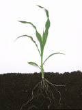 Entire Maize or Corn Seedling with over Five Leaves and Roots (Zea Mays)