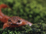 Northern Red Salamander (Pseudotriton Ruber)  Eastern North America