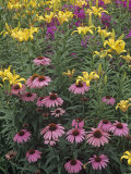 Purple Coneflowers  Echinacea Purpurea  and Daylilies  Hemerocallis  in a Garden