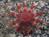 Rose Sea Star (Crossaster Papposus)  Kodiak Island  Alaska  USA