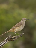 Curve-Billed Thrasher  Toxostoma Curvirostre  Texas  USA